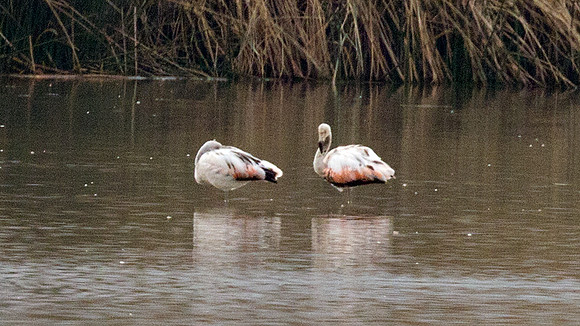 Chilean Flamingo (Phoenicopterus chilensis)