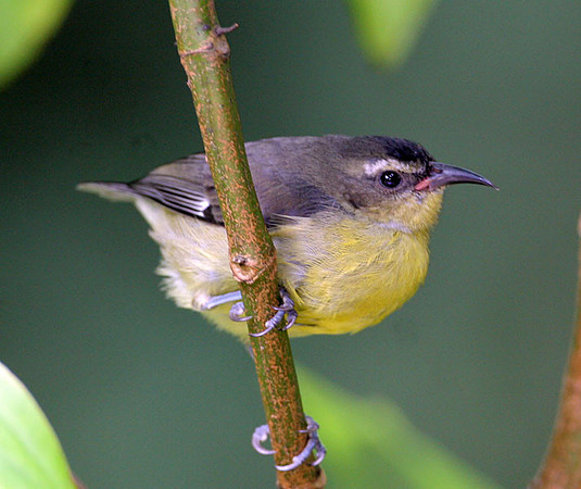 Bananaquit (Coereba flaveola)