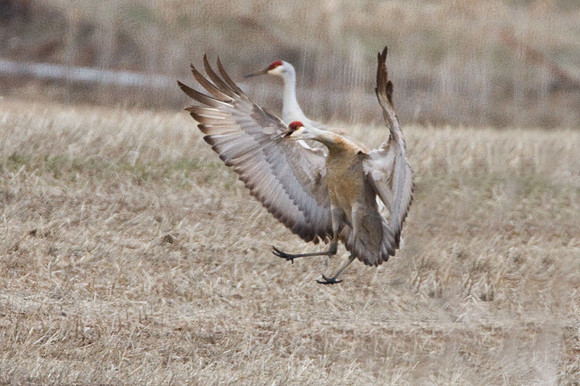 Sandhill Crane (Grus canadensis)