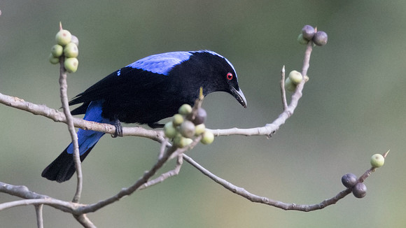 Asian fairy-bluebird (Irena puella) Male