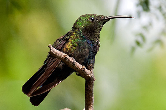 Green-throated Carib (Eulampis holosericeus)