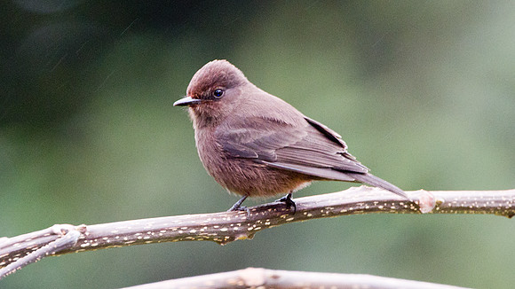 Vermilion Flycatcher (Pyrocephalus rubinus)