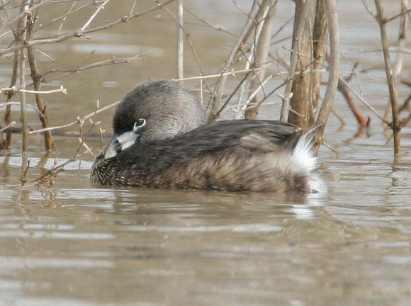 Pied-billed Grebe (Podilymbus podiceps)