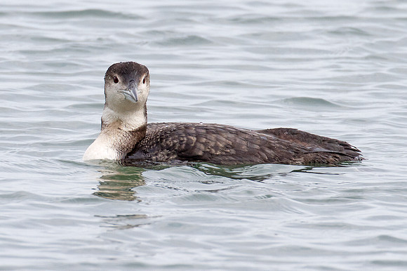 Great Northern Loon (Gavia immer) also known as Common Loon or Great Northern Diver
