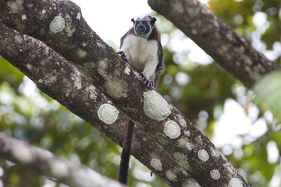 Geoffroy's Tamarin (Saguinus geoffroyi)