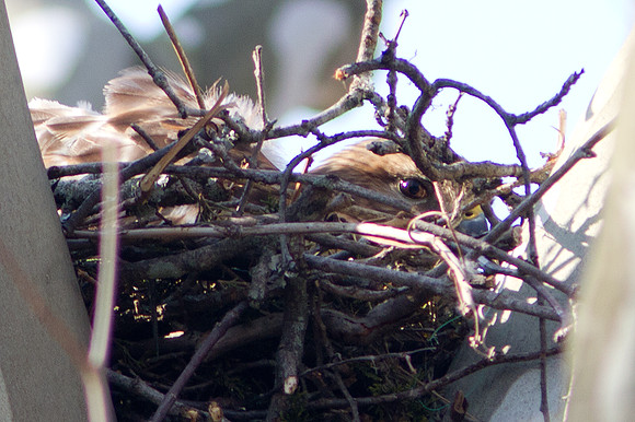 Day 9 - Red-shouldered Hawk setting on her nest (Buteo lineatus)