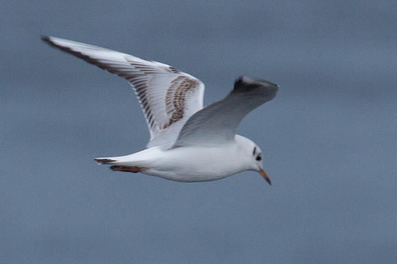 Black-headed Gull (Chroicocephalus ridibundus)