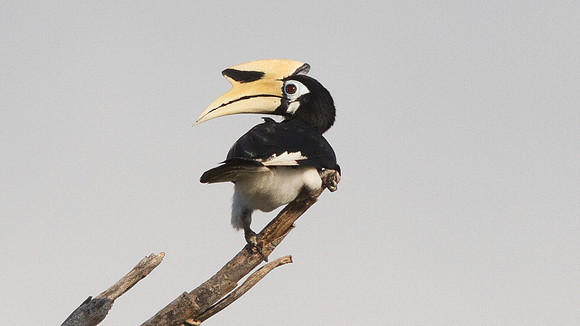 Oriental pied hornbill (Anthracoceros albirostris)