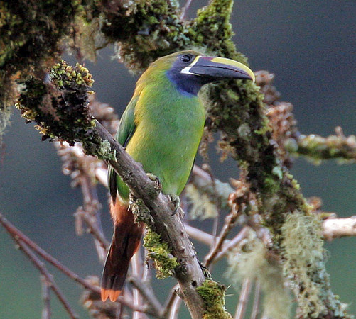 Emerald Toucanet (Aulacorhynchus prasinus)