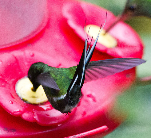 Green Thorntail (Discosura conversii)
