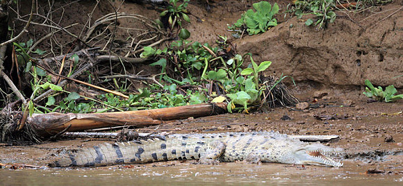 American Crocodile (Crocodylus acutus)