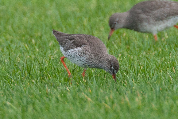 Common Redshank (Tringa totanus) also known as Redshank