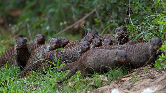 Banded Mongoose (Mungos mungo)