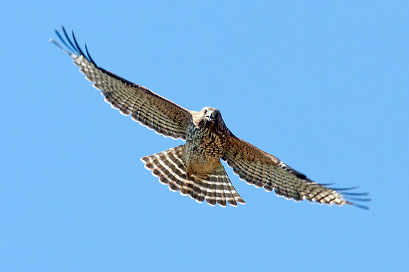 Red-shouldered Hawk (Buteo lineatus)