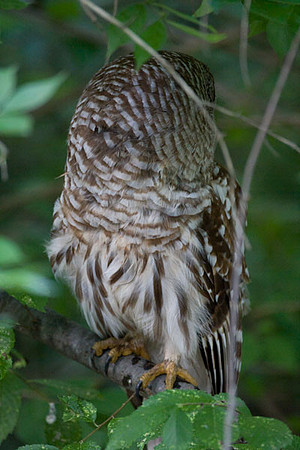 Barred Owl (Strix varia)