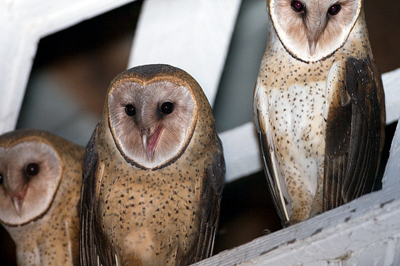 Western Barn Owl (Tyto alba)