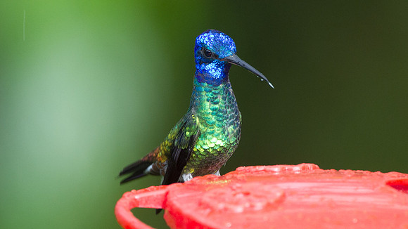 Golden-tailed Sapphire (Chrysuronia oenone)