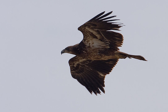 Bald Eagle (Haliaeetus leucocephalus) immature