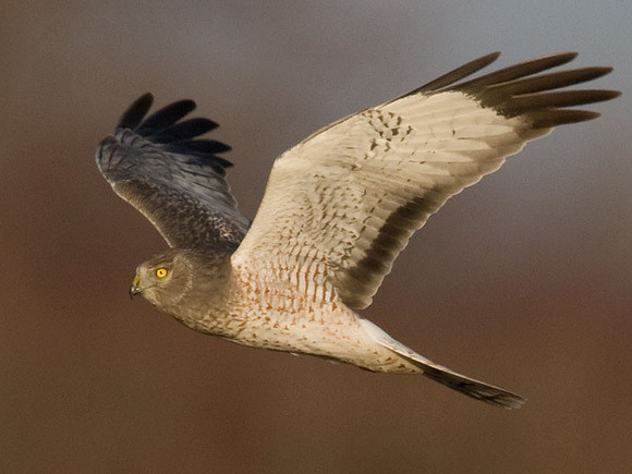 Hen Harrier (Circus cyaneus) male; or Northern Harrier
