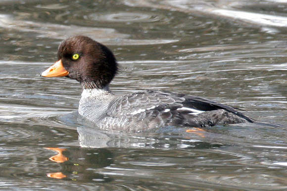Barrow's Goldeneye (Bucephala islandica) female