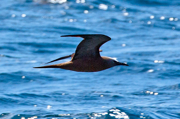 Brown Noddy (Anous stolidus) also known as Common Noddy