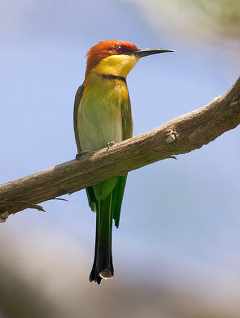 Chestnut-headed bee-eater (Merops leschenaulti)