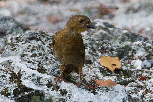 Red-throated Ant-tanager (Habia fuscicauda) female