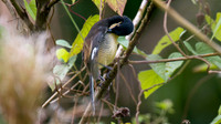 Black-capped Donacobius (Donacobius atricapilla)