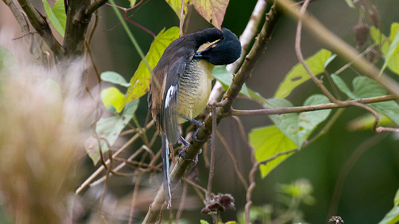 Black-capped Donacobius (Donacobius atricapilla)