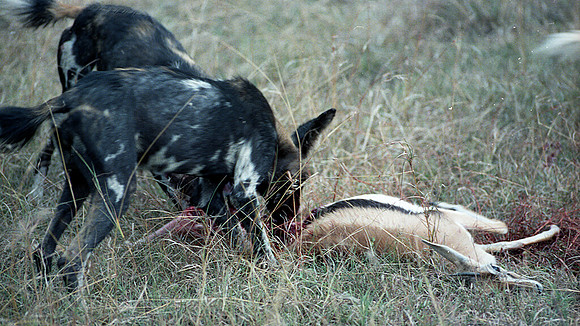 1988 hunting dogs img358