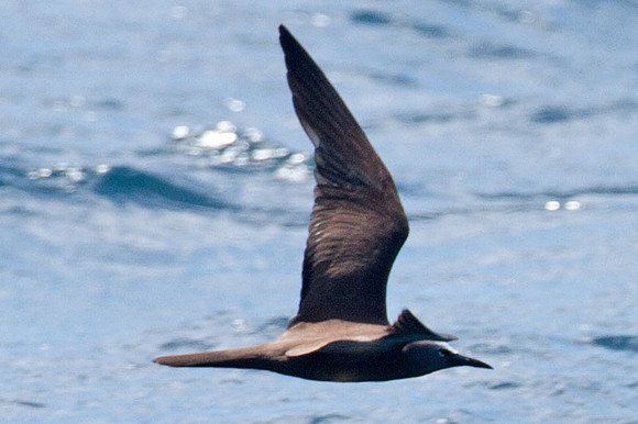Brown Noddy (Anous stolidus) also known as Common Noddy