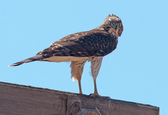 Cooper's Hawk (Accipiter cooperii)