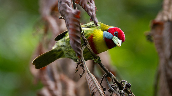 Versicoloured Barbet (Eubucco versicolor)