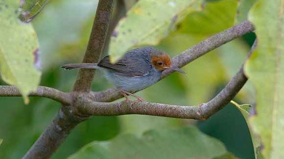 Red-headed Tailorbird (Orthotomus ruficeps)