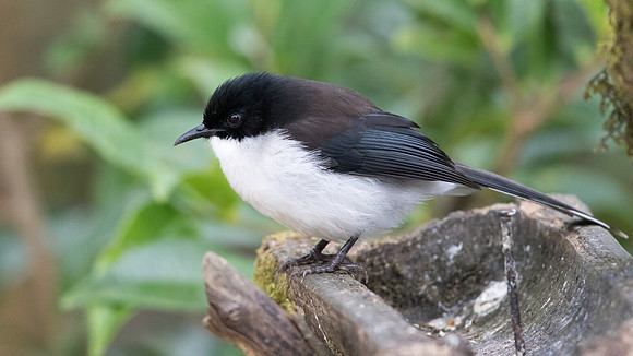 Black-headed sibia (Heterophasia desgodinsi)