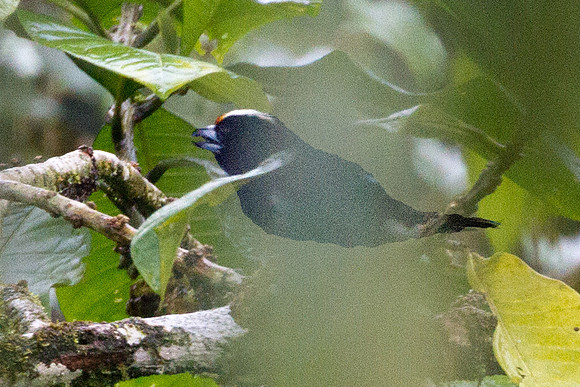 Orange-fronted Barbet (Capito squamatus)