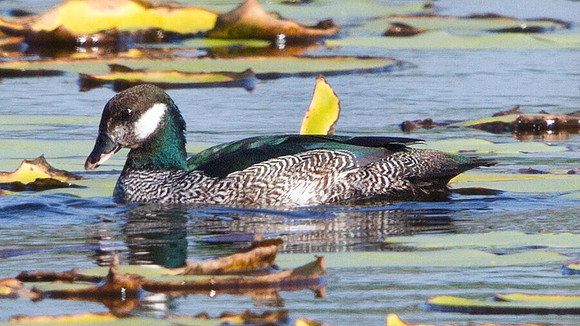 IMG_3492