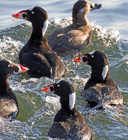 Surf Scoter (Melanitta perspicillata)