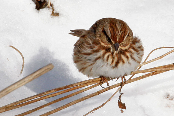 Fox Sparrow (Passerella iliaca)