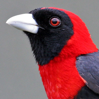 Crimson-collared Tanager (Ramphocelus sanguinolentus)