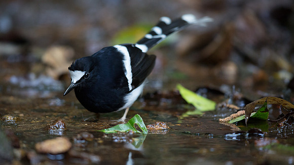 White-crowned forktail (Enicurus leschenaulti)
