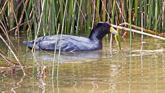 Andean Coot (Fulica ardesiaca)