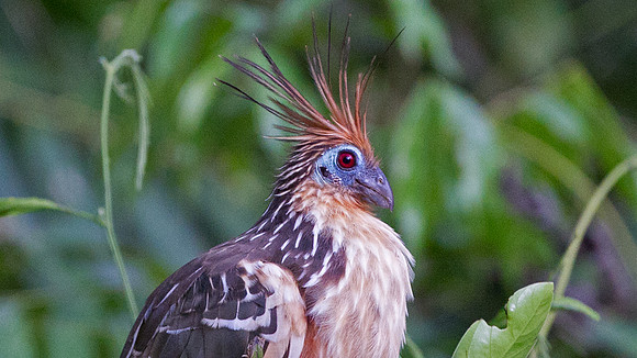 Hoatzin (Opisthocomus hoazin)