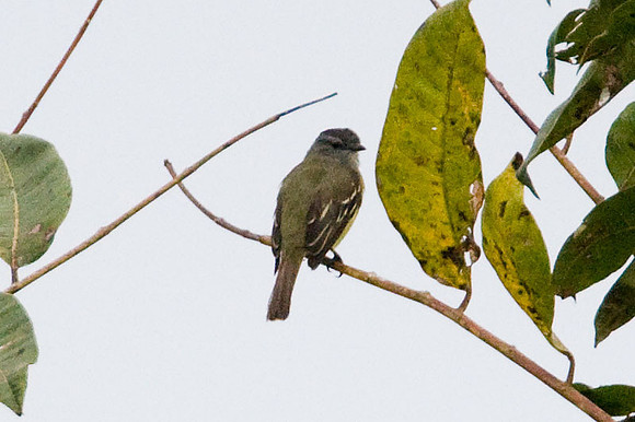 Yellow-crowned Tyrannulet (Tyrannulus elatus)