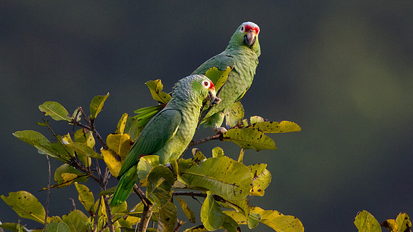 Red-lored Amazon (Amazona autumnalis)