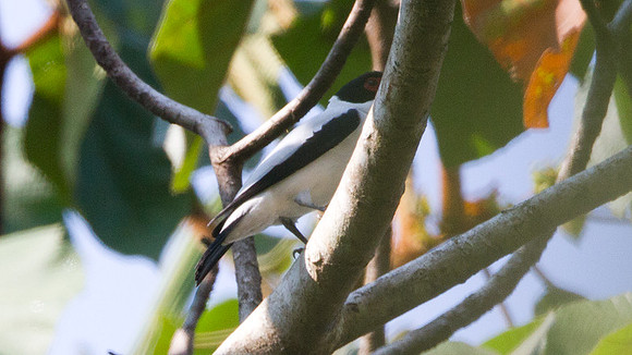 Black-tailed Tityra (Tityra cayana)