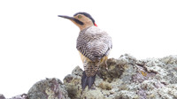 Andean Flicker (Colaptes rupicola)