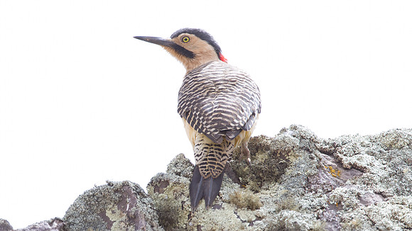 Andean Flicker (Colaptes rupicola)