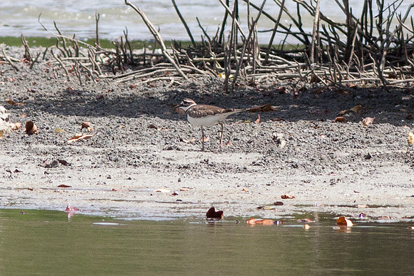 Killdeer (Charadrius vociferus)