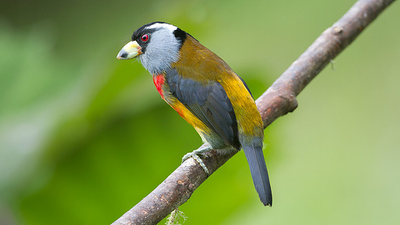 Toucan Barbet (Semnornis ramphastinus)